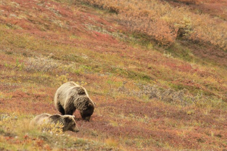 bears-pixabay - NewsOk