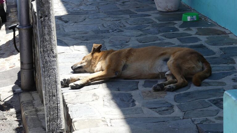 dog_pixabay - NewsOk