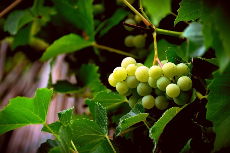 grapes_pixabay - NewsOk