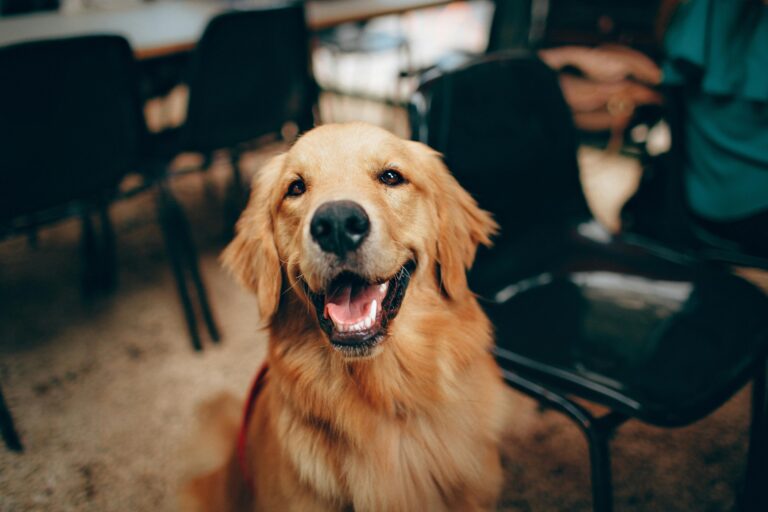 goldenretriever_pexels - NewsOk
