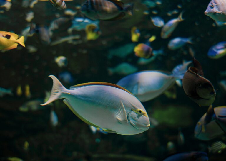 fishes_pexels - NewsOk