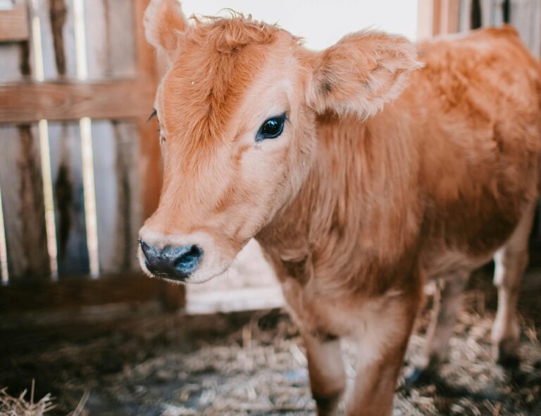 calf_pexels - NewsOk