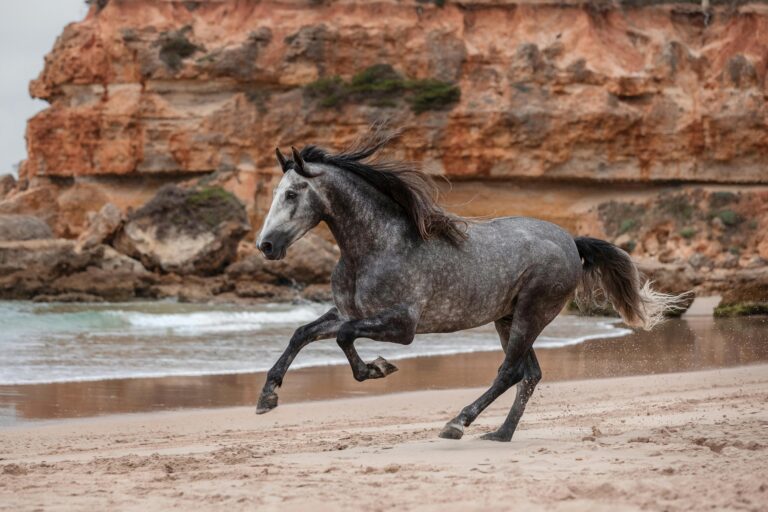 horse_pexels - NewsOk