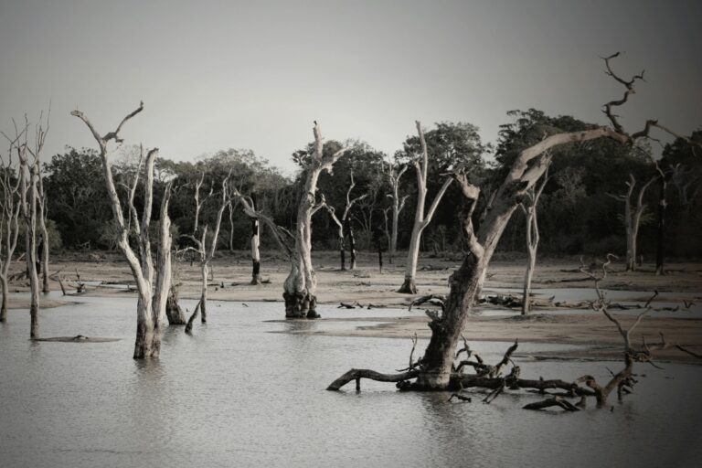 floods_pexels - NewsOk