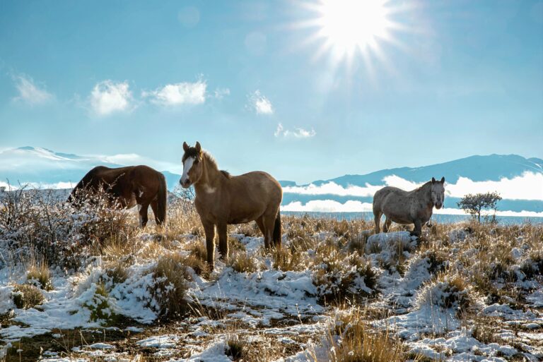 argentina_cold_pexels - NewsOk