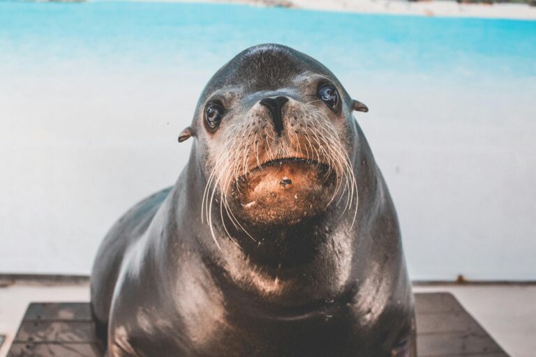 sealion_pexels - NewsOk