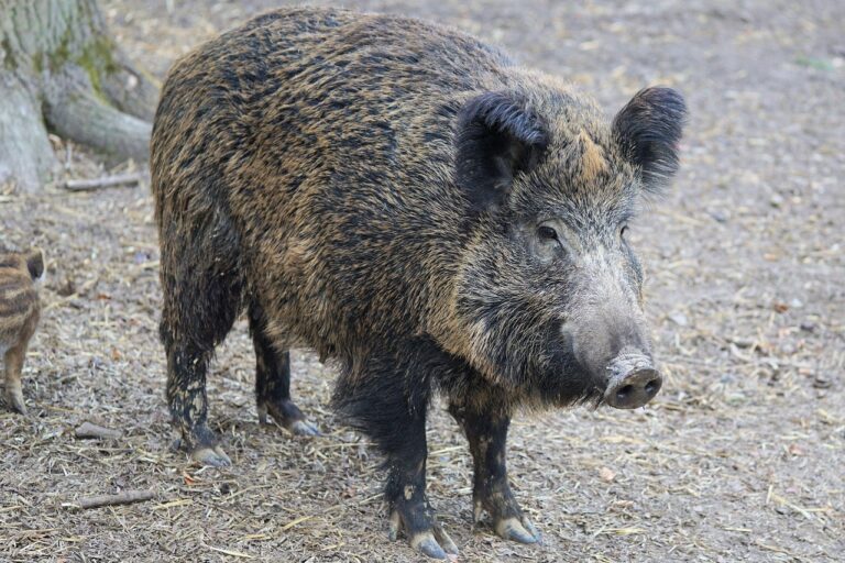 agriochiros_pixabay - NewsOk