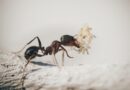 Πρωτοποριακή Ανακάλυψη: Ένα Μυρμήγκι 16 Εκατομμυρίων Ετών Ανατρέπει την Εξελικτική Ιστορία