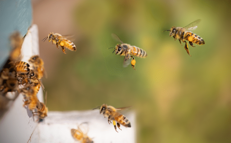 bees-pixabay - NewsOk