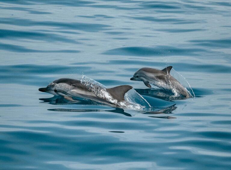 dolphin_pexels - NewsOk