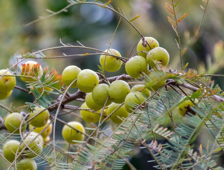 amla_pixabay - NewsOk
