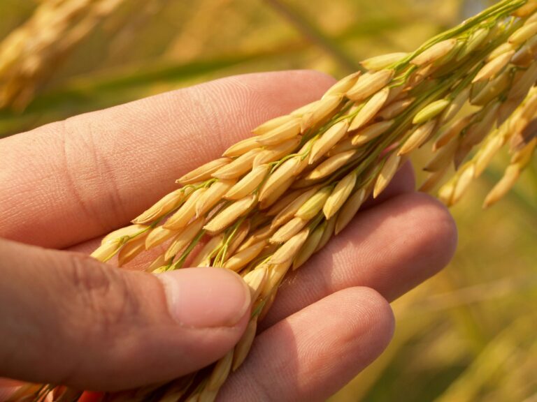 pexels-rice - NewsOk