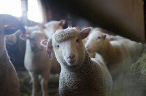 pexels-sheeps - NewsOk