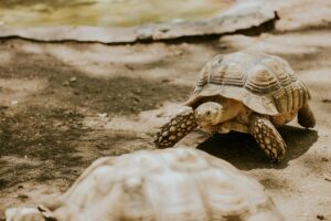 pexels-tortoise - NewsOk