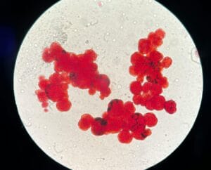 pexels-cells - NewsOk