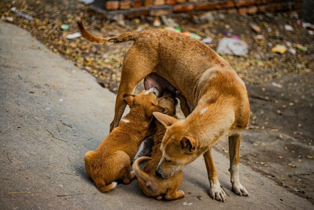 Photo by Ehteshamul Haque Adit - NewsOk brown short coated dog on gray concrete floor